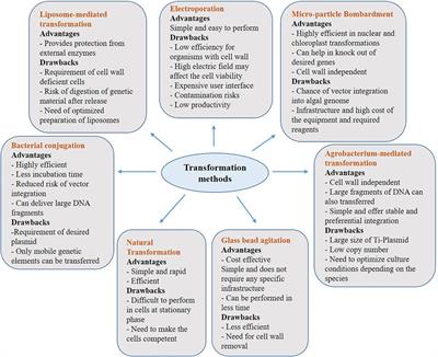 Genetic Engineering of Microalgae for Secondary Metabolite Production: Recent Developments, Challenges, and Future Prospects